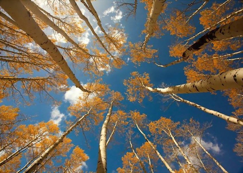 家用實(shí)木衣架