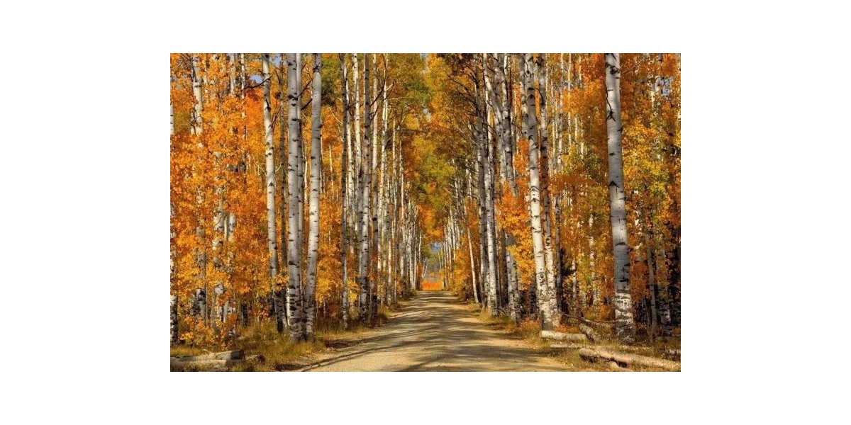 白樺實(shí)木衣架，一個(gè)有內(nèi)涵的衣架【華恩】