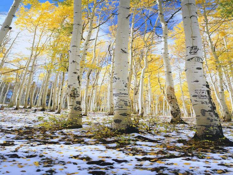 白樺實(shí)木衣架