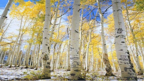 白樺實(shí)木衣架，木材界的小公主【華恩】