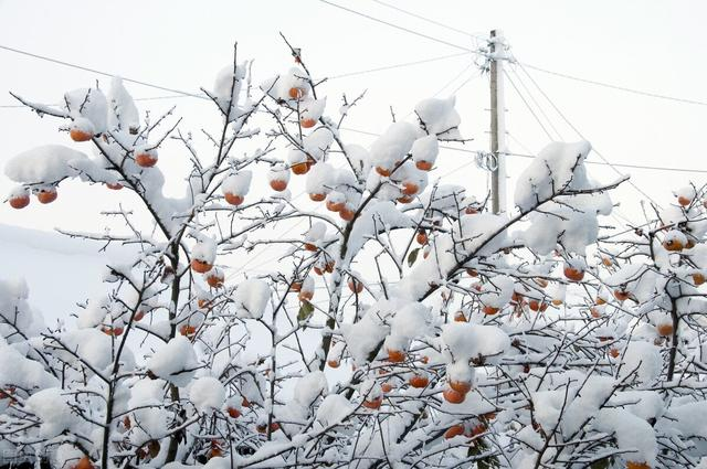 2021年的冬天是暖冬還是冷冬？